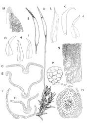 Streblotrichum. A–P: S. convolutum. A, habit with capsule, moist. B, capsule with peristome. C–F, leaf cross-sections. G–I, stem leaves. J–L, perichaetial leaves. M, portion of leaf apex, (hyaline apical cell not indicated). N, lower laminal cells at transition to mid lamina, margin on left. O, stem cross-section. P, rhizoidal tuber. A–O drawn from J.E. Beever 100-70, AK 289733; P drawn from K.W. Allison 8618, CHR 568274.
 Image: R.D. Seppelt © R.D.Seppelt All rights reserved